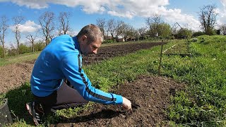 Гуси встали, он пророс, а мне косить и прыскать