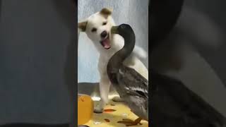 lovely fight #duck and dog #youtubeshorts