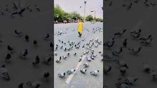 #music #bollywood #song #love #hindisong #viralvideo #nature #naturelovers #birds #birdslover #reels