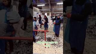 Chicken Factory Work 😱 #viralshort #trendingvideo