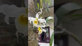 #Dendrobium_signatum #orchid_care #viral #tranding