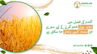 Gandum|Increase Wheat Production|Agriculture Tips For Farmers|گندم کی پیداوار میں اضافہ