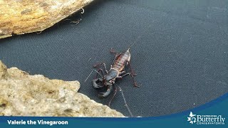 Valerie the Vinegaroon becomes a Mom