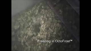 OctoFrost Frozen   IQF Vegetables Broccoli 11