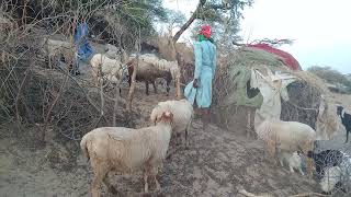 Goat and Sheep Farm with Semi Intensive System in Tharparkar Desert area