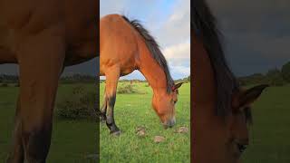 Beautiful Horse Having Lunch in the New Forest