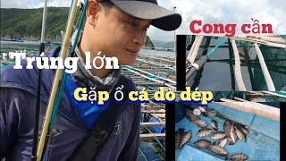 Câu cá dò, trúng mánh gặp ổ cá dò dép, kéo cá quá đã#dânbiển #fishing #cauca