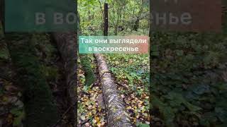 Грибы не выросли