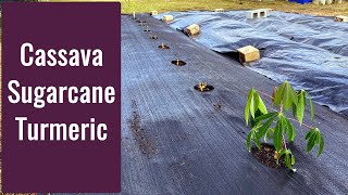 Planting Cassava and Sugarcane (Bonus Turmeric)