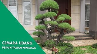 Cemara Udang : Desain Taman Minimalis Depan Rumah dengan Pohon Cemara Udang