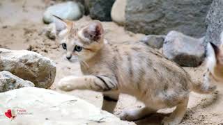 Jungtier bei den Sandkatzen im Zoo Berlin