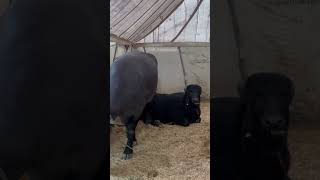 #murrah #breeding #animallover #shortvideo #shorts #viral #animals #viral #trending