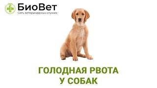 Голодная рвота у собак