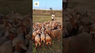 ಮಾಗಡಿ (Magadi )sheep and goat market  Best animals for fattening