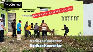 Perebahan Sapi Qurban Yang Liar