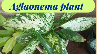 Aglaonema plant|| plant care || indoor plants