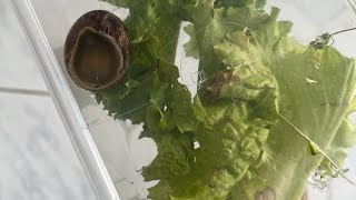 Billy’s new pet: A SNAIL!!!!