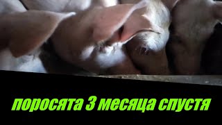 Поросята 3 месяца спустя.