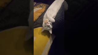 Наш глухой Шелушай год, как живёт дома 🐈 #shortsvideo #catlover #шелушай