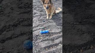 #shorts german shepherd puppy, fun #funnydogs #funnypets #dog