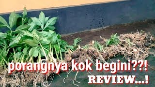 PORANG||Review tanaman viral!!!