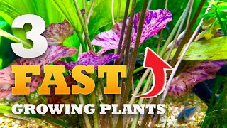 Fill Your Tank *FAST* With These Aquarium Plants