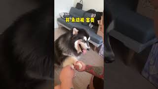 富贵：我爹地的威严无人能比，主打一个配合 #阿拉富贵 #阿拉斯加 #pets #宠物生活 #狗 #萌宠