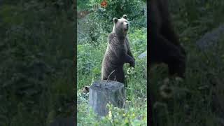 Bear family / Famille d’ours #wildlife #nature #croatia #bear #ours #ourson