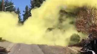 cutting down the tree that produces excessive pollen (tree spirit appeared)