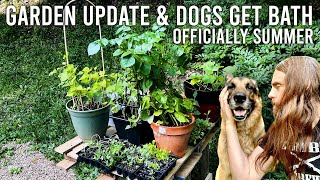 First Day Of Summer Garden Update & Dogs Get Bath