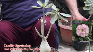 Best Adenium Grafting Technique