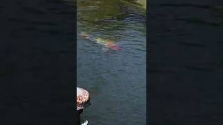 Giant Goldfish at Balboa Park lily pond!￼