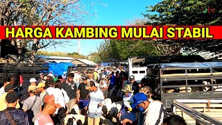 Harga Kambing Mulai Stabil