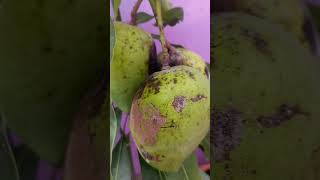 Harvest of the day....🥭🥭🥭 #mango#fruit#nature#foodies#indianfood#love#couple#@ushaboominathan