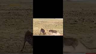 Dramatic Encounter! Stupid Hyena Must Receive The Most Dire Consequences For Kidnapping Leopard Cub