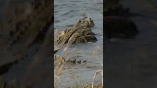 Crocodile in the lake #shorts