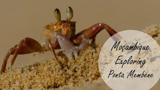 Episode 2: Ponta Membene, Maputo Special Reserve Episode 2 (Mozambique)