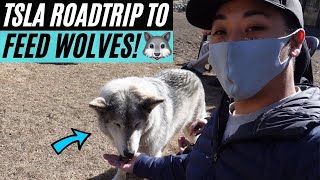 Yamnuska Wolfdog Sanctuary (Tesla road trip Vlog)