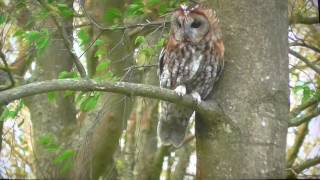 Tawny Owl Female Slideshow Daytime  6.5.17.       2