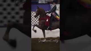 CH Perfect Elizabeth 👑 #champion #horse #saddleseat #equestrian #saddlebred #finals