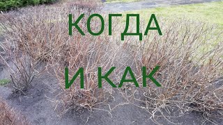 Обрезка декоративных кустарников.