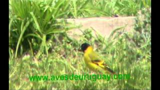 Carduelis magellanica - Cabecita negra, macho