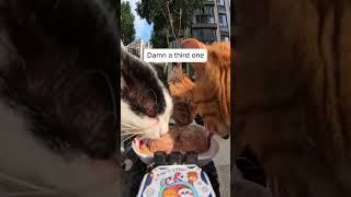 Feeding Stray Cats with a Hidden Camera #cats #cuteanimals #straycats #feeding #hiddencamera #funny