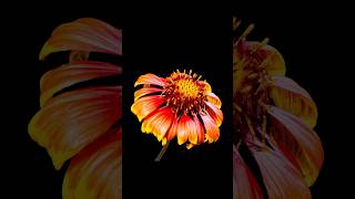 Arizona Sunflower Blooming Time Lapse #timelapse #blooming #shorts