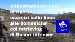 Addestramento cani al riporto: esercizi sulle linee alle domeniche col retrieving di bosco retriever