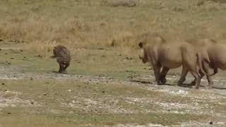 Hyena's Desperate Escape from Male Lions 🦁🛡️💔