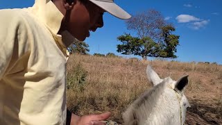 O CAVALINHO DO MEU PAI TÁ DE VOLTA