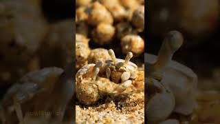 This Little Crab Has Mastered Sand Balls