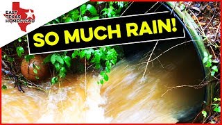 🌧 I've Never Seen This Much Water On Our Homestead! | #EastTexasHomestead