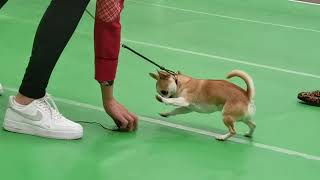 Chihuahua Club of Scotland Championship Show 02/04/22.  Dog CC Challenge